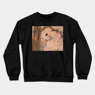 Serengeti Lion #3 Crewneck Sweatshirt